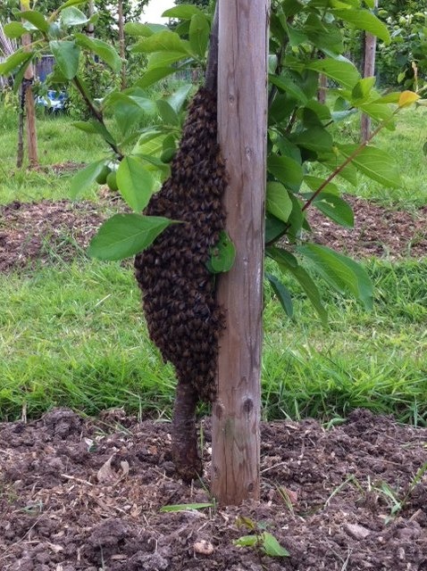 Bees swarming around a fruit tree on the lower field